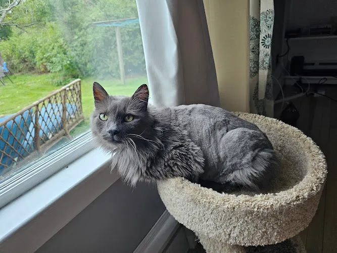 Pawsitively Pets - Cat grooming in Bolton