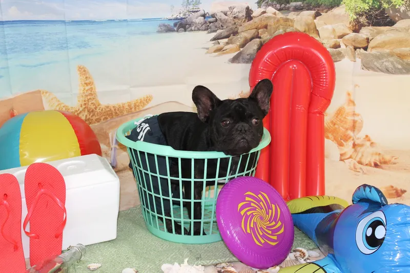 Graceful Pet Grooming - Cat grooming in San Antonio