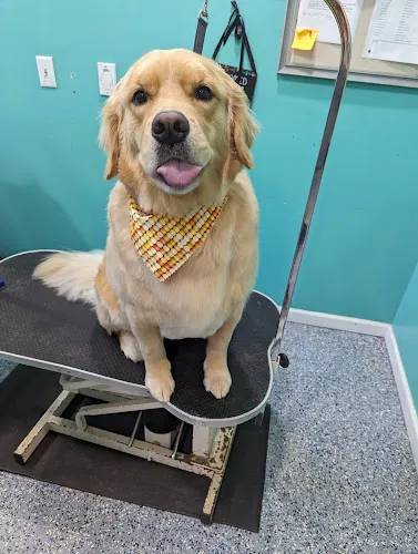 Puppy Love Dog Salon - Cat grooming in St Joseph