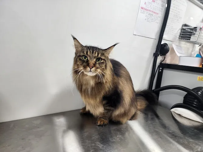 Posh Cat Grooming | mobile spa - Mobile cat grooming in Cape Coral, FL