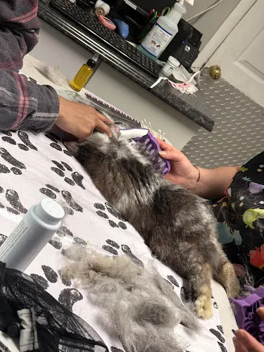 Fluff U - Cat grooming in Hyattsville