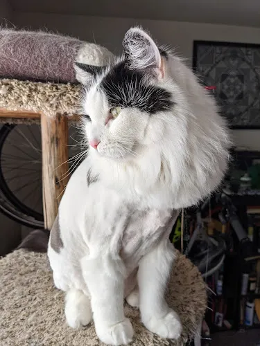 Rufus DuMonde Pet Salon - Cat grooming in Madison