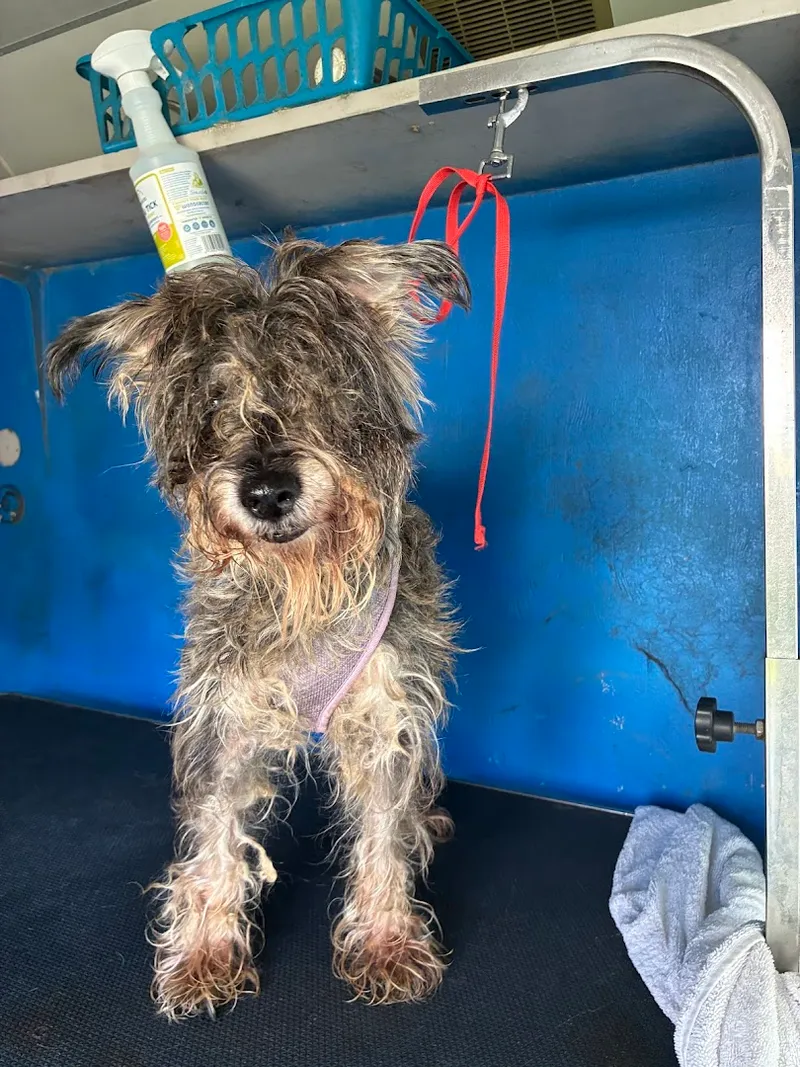 Showered Pets Mobile Dog Grooming - Cat grooming in Los Angeles