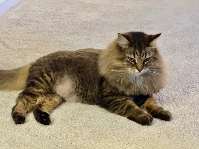 Gordon's Grooming - Cat grooming in Granger