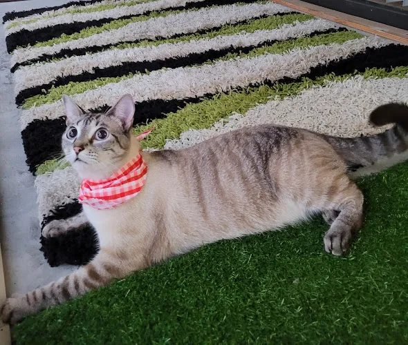 Doggie’s Empire Mobile Pet Grooming - Cat grooming in Sunrise