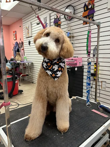 Poppy & Friends Pet Shop and Grooming - Mobile cat grooming in Lake Elsinore, CA