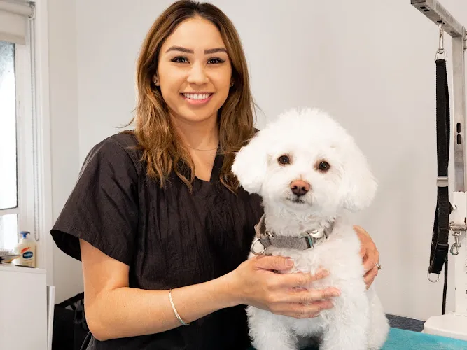 Groom - Dog Care With Love - Cat grooming in West Hollywood