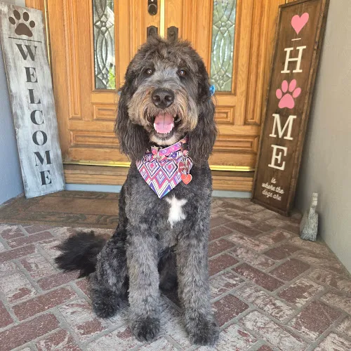 Doodle Dude Grooming - Cat grooming in Tarzana