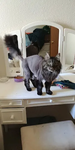 Blue Collar Pet Salon - Professional cat grooming in Bremerton, WA