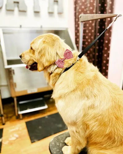 Woof Gang Bakery & Grooming West Hartford - Cat grooming in West Hartford
