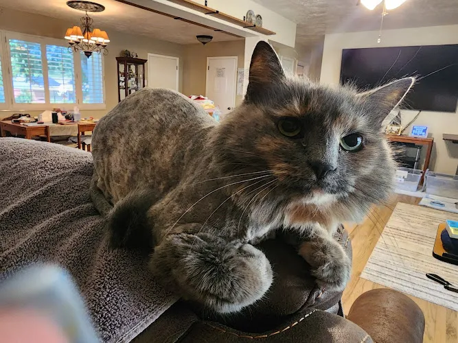 Aussie Pet Mobile of Salt Lake - Cat grooming in Midvale