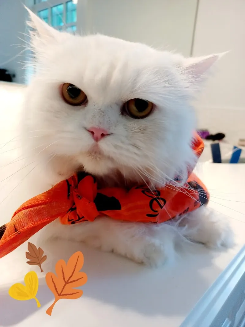 Spiffy Kitty House Call Cat Grooming - Cat grooming in New York