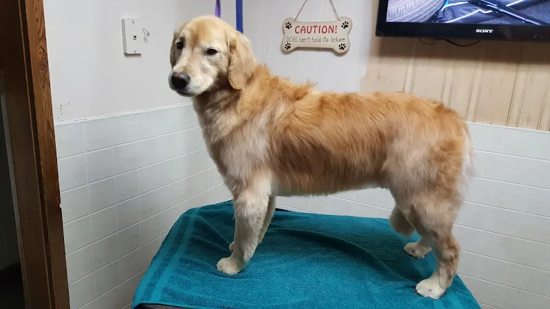 Nalyn's Pet Grooming Services - Cat grooming in Stoughton