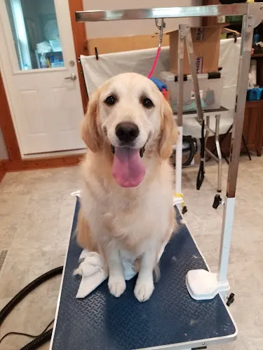 Kaci's Bark at the Moon Dog Grooming - Professional cat grooming in West Bend, WI
