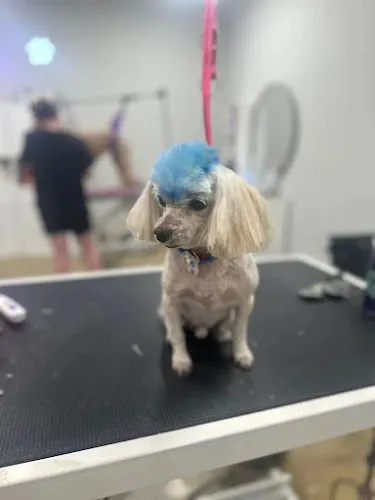 Barks & Bubbles Pet Grooming and Boarding - Cat grooming in Northport