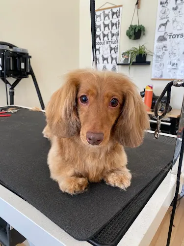 Groom and Grow Pet Salon - Cat grooming in Milwaukee