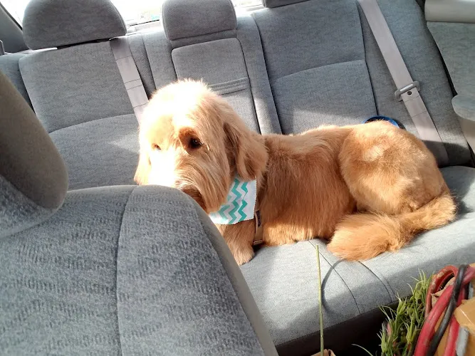 Canine & Feline Design Inc - Cat grooming in Grand Rapids