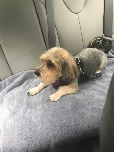 Pooch Purrfect - Professional cat grooming in Brooklyn, NY