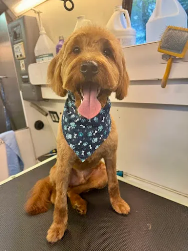 Pampered Pooches LLC - Cat grooming in Midland Park