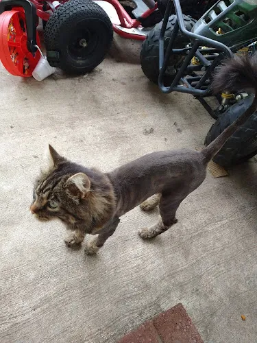 Pinehurst Animal Center - Cat grooming in Lakewood