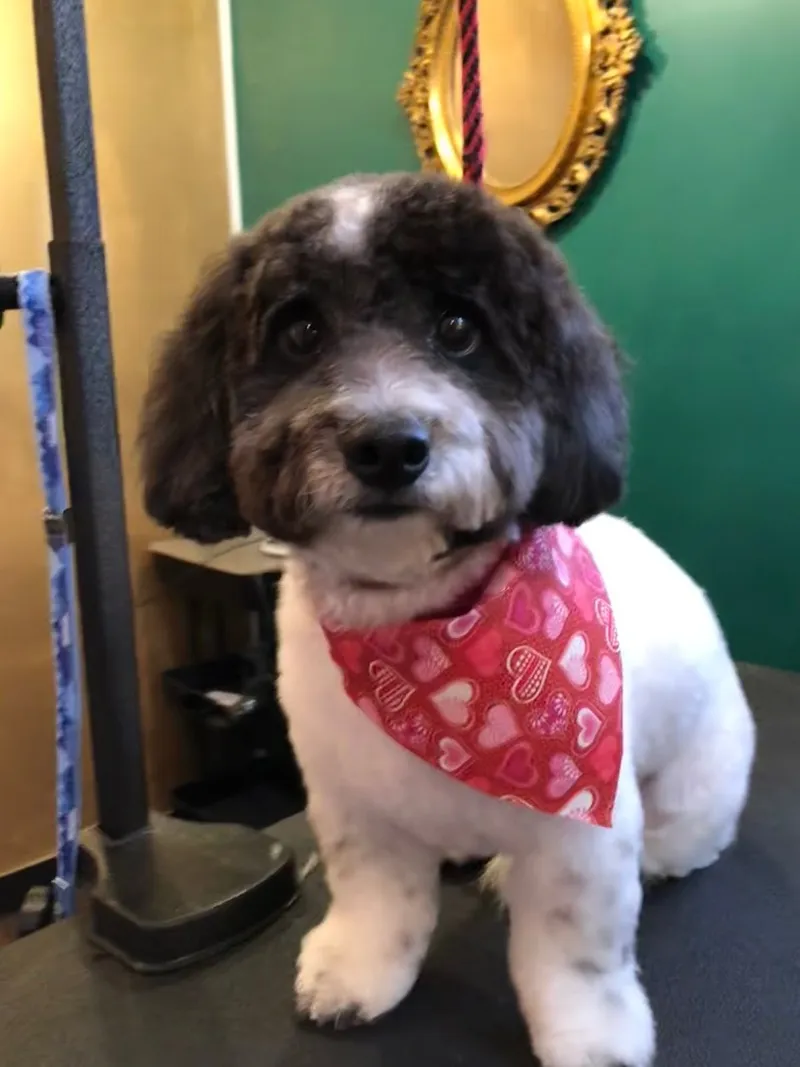 Paw-radise Pet Spa - Mobile cat grooming in Houston, TX