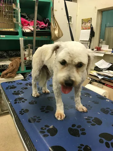 Pinole Paws Pet Grooming - Cat grooming in Pinole