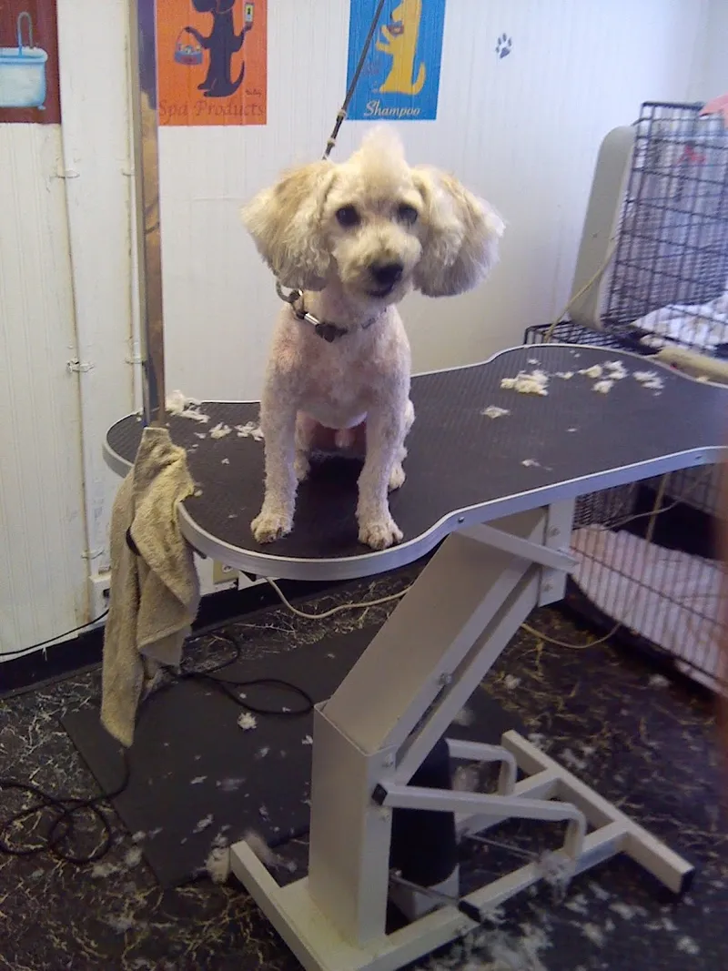 Sparklin' Cuts Mobile Dog Grooming - Mobile cat grooming in Philadelphia, PA