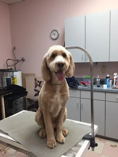 South Point Pet Spa - Cat grooming in Tempe