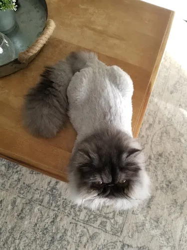 Elegant Pet Grooming - Cat grooming in Mesa