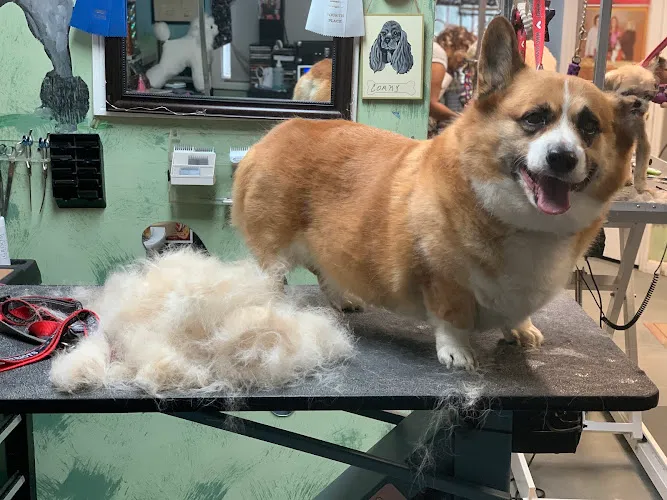 Fancytails Grooming - Cat grooming in Dracut