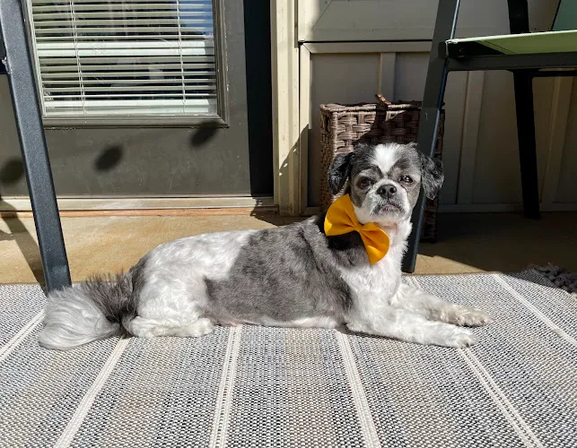 A Million-Hairs Doggy Spa - Professional cat grooming in Madison, AL