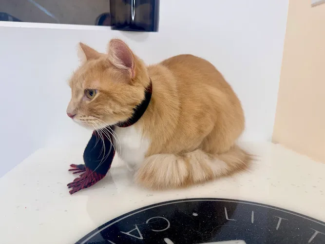 Little Lion Cat Grooming - Mobile cat grooming in Longmont, CO