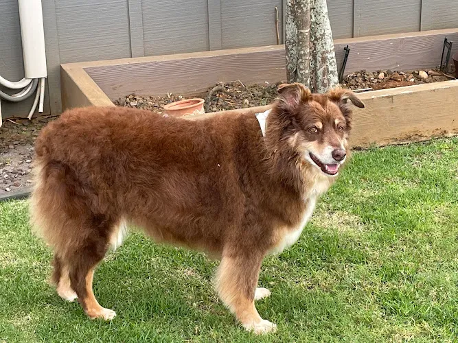 Kauai Pet Boarding & Grooming - Professional cat grooming in Omao, HI