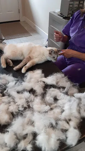 The Animal Image - Cat grooming in Carlisle