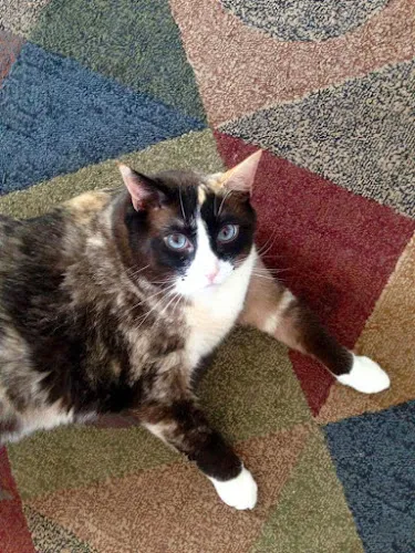 Cute Cuts for Mutts - Cat grooming in Mesa