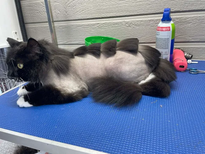 Flying Fur Cat Grooming - Cat grooming in Meridian
