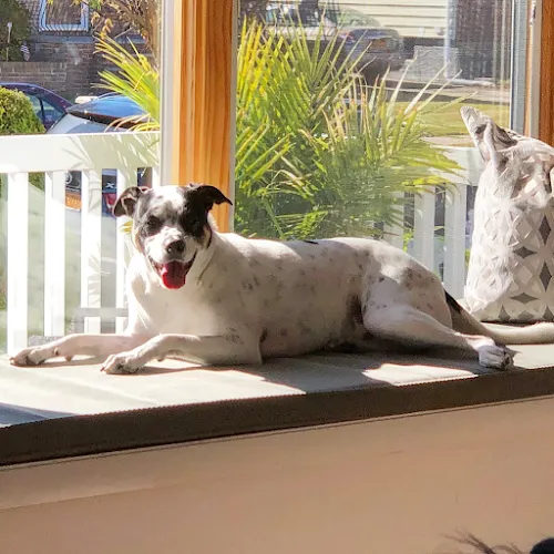 Love Thou Dog - Cat grooming in Whitestone