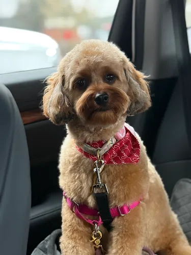 Bones and Bubbles Dog Spa - Cat grooming in Boerne