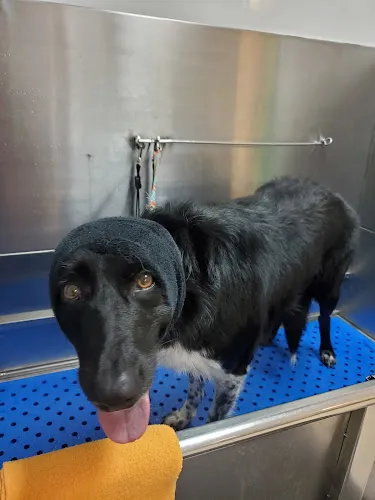 Two Brothers Dog Wash - Professional cat grooming in Virginia Beach, VA