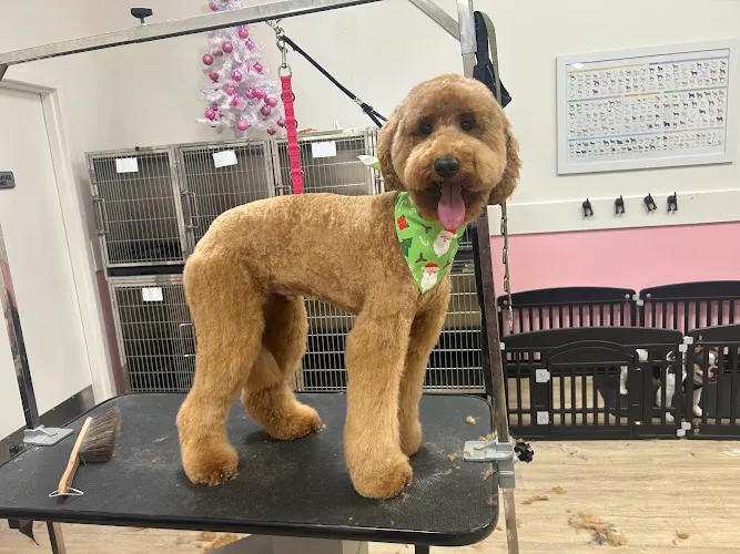 Woof Gang Bakery & Grooming Marietta - Cat grooming in Marietta