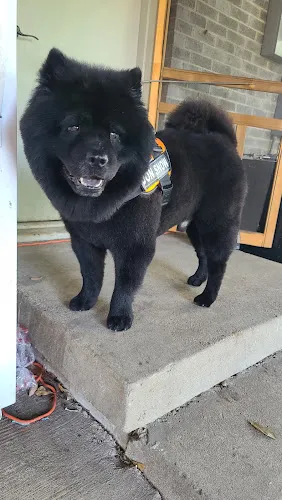 Pretty Pup & More - Cat grooming in Rowlett