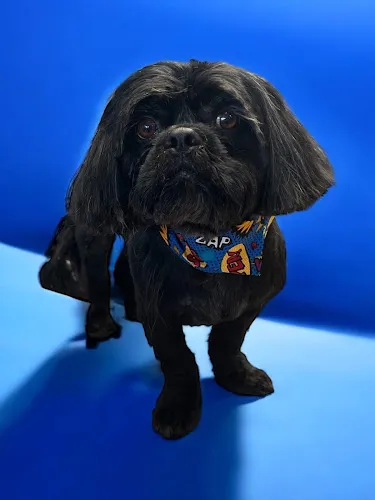Big Blue Dog Spaw - Cat grooming in Lexington