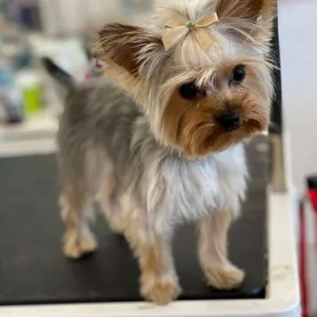 Piggy Tails Pet Spa & More - Cat grooming in Las Vegas