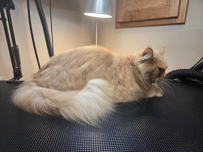 For the Love of Cats - Cat grooming in Minnetonka