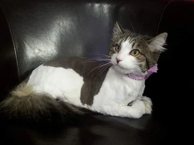 Bubble Bath Pet Grooming - Cat grooming in Missoula