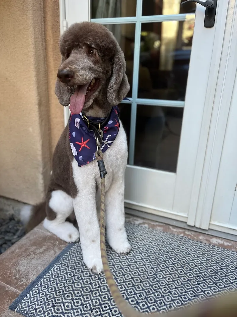 Stylish Woofs Mobile Dog Grooming - Cat grooming in San Diego