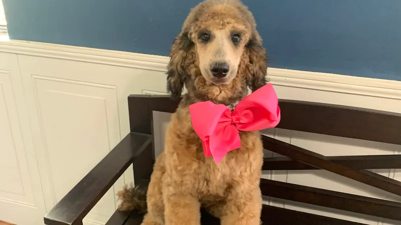 AAA Cuddle Pups - Professional cat grooming in Jacksonville, FL