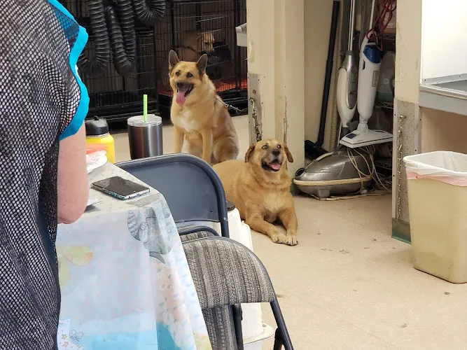Rain'ncatsndogs - Cat grooming in Escondido