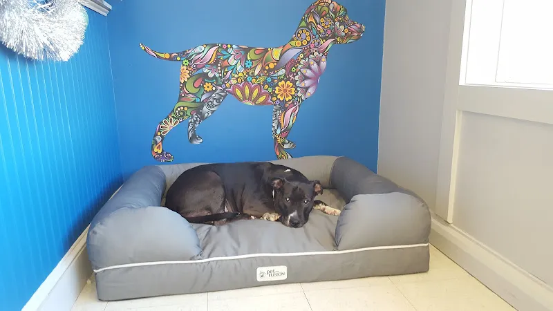 Shiny Coats Pet Grooming - Cat grooming in Chelmsford