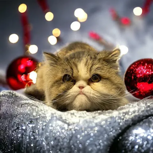 FurBabies - Cat grooming in Hanover